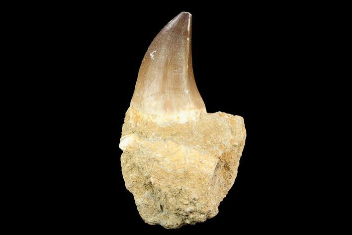 Mosasaur (Prognathodon) Tooth - Morocco #123226